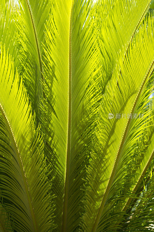 苏铁叶(Cycas revoluta)